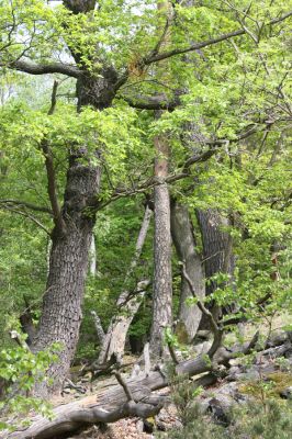 Blatno, 4.5.2018
Starý suťový les na vrchu Čertovka.
Klíčová slova: Blatno vrch Čertovka