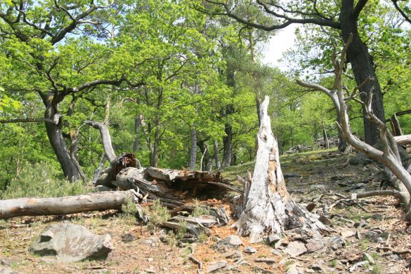 Blatno, 4.5.2018
Starý suťový les na vrchu Čertovka.
Klíčová slova: Blatno vrch Čertovka