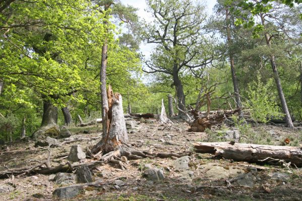Blatno, 4.5.2018
Starý suťový les na vrchu Čertovka.
Klíčová slova: Blatno vrch Čertovka Ampedus praeustus