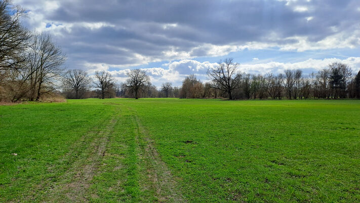 Blešno, 17.3.2024
Meandry Orlice - duby na záplavových loukách.
Keywords: Blešno meandry Orlice