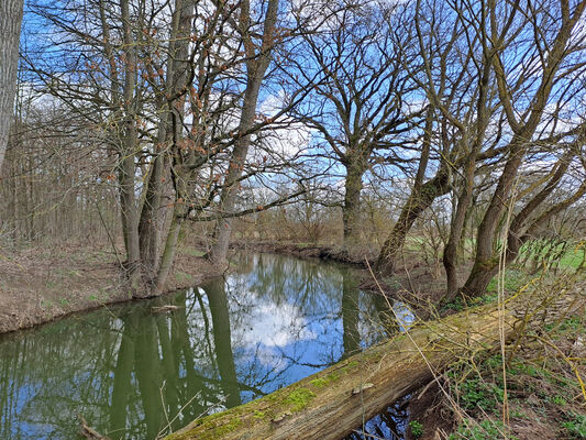 Blešno, 17.3.2024
Meandry Orlice - Dolejší svodnice.
Keywords: Blešno meandry Orlice