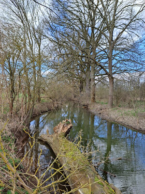 Blešno, 17.3.2024
Meandry Orlice - Dolejší svodnice.
Schlüsselwörter: Blešno meandry Orlice