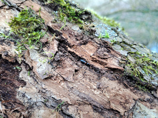 Blešno, 17.3.2024
Meandry Orlice - Dolejší svodnice. Kovařík Calambus bipustulatus.
Klíčová slova: Blešno meandry Orlice Calambus bipustulatus