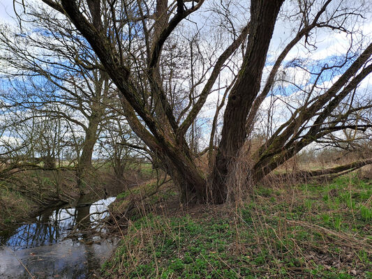 Blešno, 17.3.2024
Meandry Orlice - Dolejší svodnice.
Schlüsselwörter: Blešno meandry Orlice Calambus bipustulatus