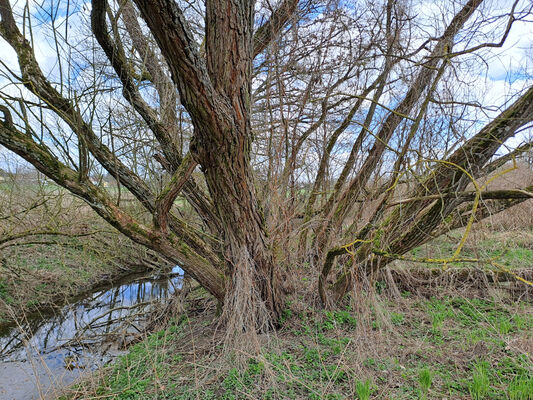 Blešno, 17.3.2024
Meandry Orlice - Dolejší svodnice.
Keywords: Blešno meandry Orlice Calambus bipustulatus