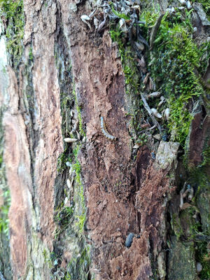 Blešno, 17.3.2024
Meandry Orlice - Dolejší svodnice. Larva kovaříka Calambus bipustulatus.
Keywords: Blešno meandry Orlice Calambus bipustulatus