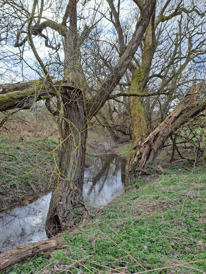 Blešno, 17.3.2024
Meandry Orlice - Dolejší svodnice.
Klíčová slova: Blešno meandry Orlice