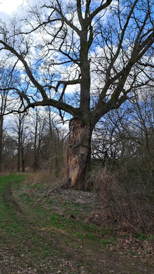 Blešno, 17.3.2024
Meandry Orlice.
Keywords: Blešno meandry Orlice