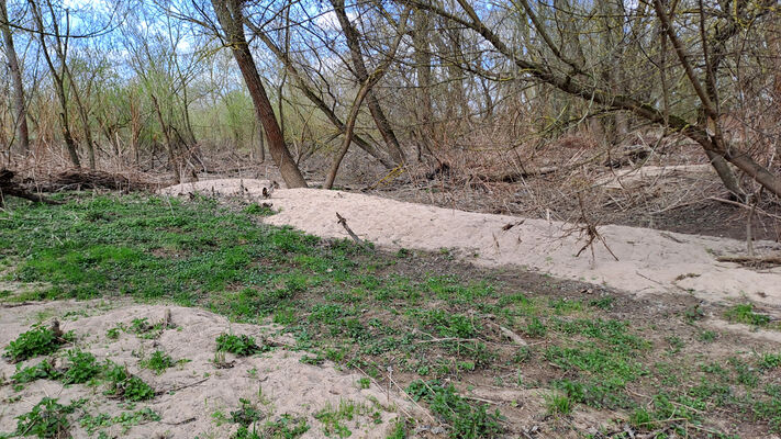 Blešno, 17.3.2024
Meandry Orlice.
Keywords: Blešno meandry Orlice