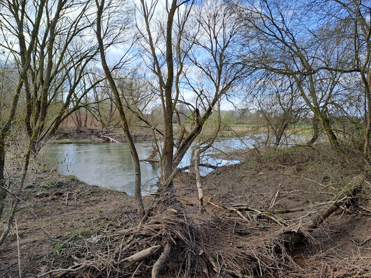 Blešno, 17.3.2024
Meandry Orlice.
Keywords: Blešno meandry Orlice