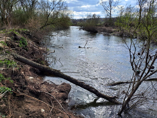 Blešno, 17.3.2024
Meandry Orlice.
Schlüsselwörter: Blešno meandry Orlice