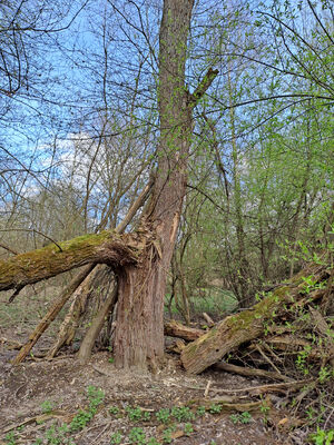 Blešno, 17.3.2024
Meandry Orlice.
Schlüsselwörter: Blešno meandry Orlice