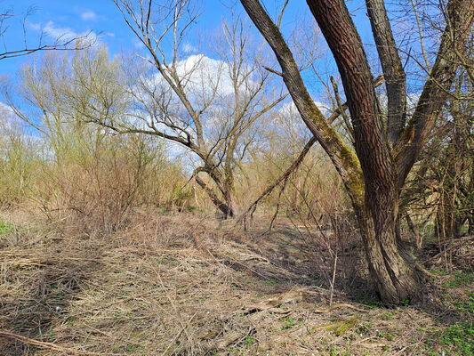 Blešno, 17.3.2024
Meandry Orlice.
Keywords: Blešno meandry Orlice