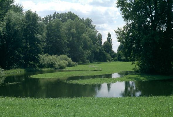 Blešno, 22.7.2001
Velká voda zaplavila luka u Blešna. Nad biotopem kovaříků Oedostethus quadripustulatus je až půl metru vody.
Klíčová slova: Dolní Poorličí Blešno Orlice Oedostethus quadripustulatus