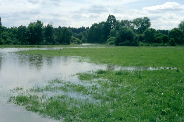 Blešno, 22.7.2001
Velká voda zaplavila luka u Blešna. Nad biotopem kovaříků Oedostethus quadripustulatus je až půl metru vody.
Klíčová slova: Dolní Poorličí Blešno Orlice Oedostethus quadripustulatus