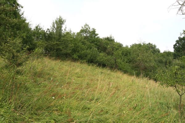 Blešno, 23.7.2010
Stav louky u železniční trati se rok od roku zhoršuje, zarůstá. Přesto zde byli i v tomto roce nalezeni tři kovaříci Agriotes gallicus. 
Schlüsselwörter: Blešno louka Agriotes gallicus