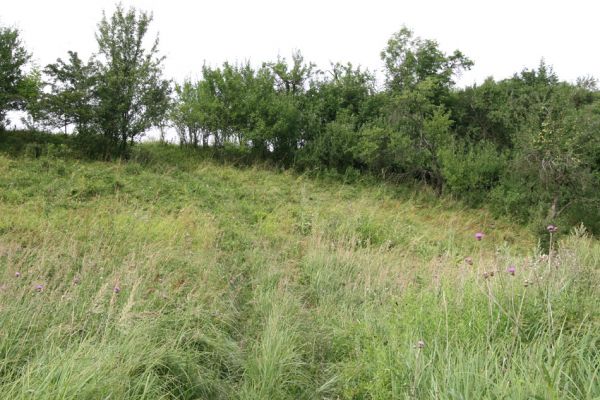 Blešno, 23.7.2010
Stav louky u železniční trati se rok od roku zhoršuje, zarůstá. Přesto zde byli i v tomto roce nalezeni tři kovaříci Agriotes gallicus. 
Keywords: Blešno louka Agriotes gallicus