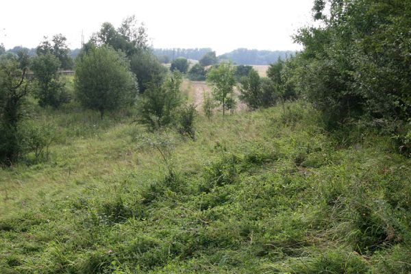 Blešno, 23.7.2010
Stav louky u železniční trati se rok od roku zhoršuje, zarůstá. Přesto zde byli i v tomto roce nalezeni tři kovaříci Agriotes gallicus. 
Mots-clés: Blešno louka Agriotes gallicus