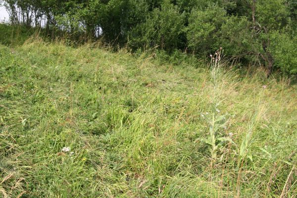 Blešno, 23.7.2010
Stav louky u železniční trati se rok od roku zhoršuje, zarůstá. Přesto zde byli i v tomto roce nalezeni tři kovaříci Agriotes gallicus. 
Klíčová slova: Blešno louka Agriotes gallicus