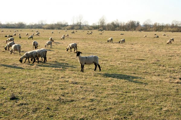 Blešno, 31.3.2008
Záplavová luka řeky Orlice - jaro na ovčích pastvinách. 
Schlüsselwörter: Dolní Poorličí Blešno Orlice