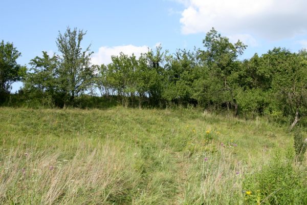 Blešno, 7.8.2009
Malá louka u železniční trati.
Klíčová slova: Blešno louka Agriotes gallicus