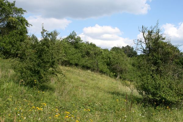 Blešno, 7.8.2009
Malá louka u železniční trati.
Klíčová slova: Blešno louka Agriotes gallicus