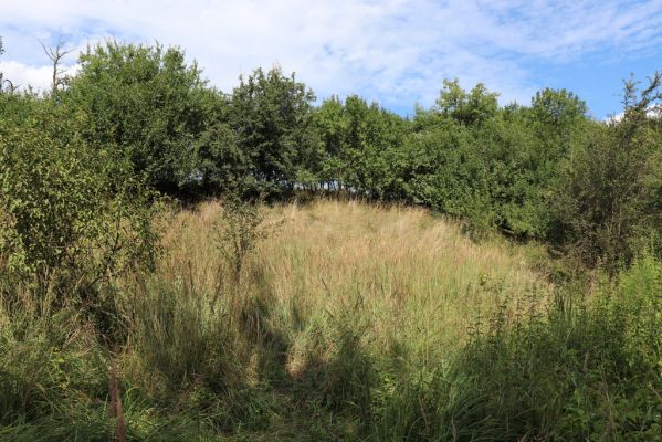 Blešno, 7.8.2021
Zarostlá formace suchých trávníků na svahu nad železniční tratí.
Klíčová slova: Blešno louka Agriotes gallicus