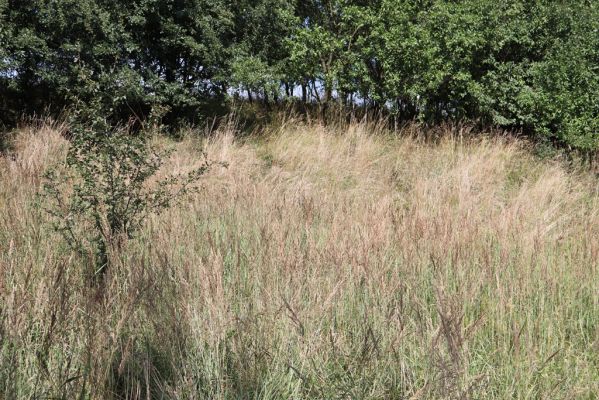 Blešno, 7.8.2021
Zarostlá formace suchých trávníků na svahu nad železniční tratí.
Schlüsselwörter: Blešno louka Agriotes gallicus