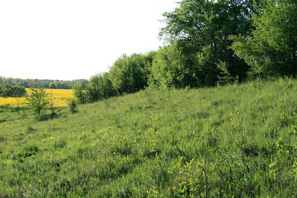 Blešno - step, 8.5.2008
Jaro na louce nad železniční tratí. Právě zde probíhá rojení kovaříka Limonius poneli. Biotop druhu Agriotes gallicus.
Klíčová slova: Blešno louka Agriotes gallicus