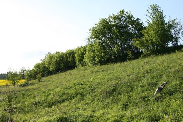 Blešno - step, 8.5.2008
Jaro na louce nad železniční tratí. Právě zde probíhá rojení kovaříka Limonius poneli. Biotop druhu Agriotes gallicus.
Klíčová slova: Blešno louka Agriotes gallicus