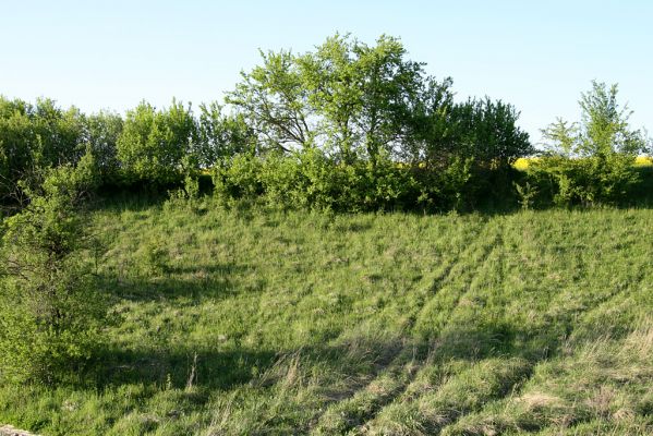 Blešno - step, 8.5.2008
Pohled z železniční trati na centrální část louky. Biotop kovaříka Agriotes gallicus.
Schlüsselwörter: Blešno louka Agriotes gallicus