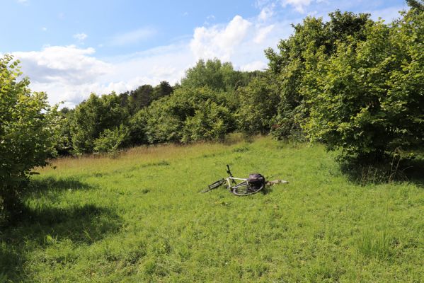 Lovčice, 8.8.2021
NPR Kněžičky - lesostep Bludy.
Klíčová slova: Lovčice Kněžičky lesostep Bludy