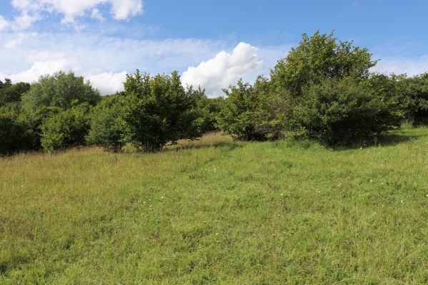 Lovčice, 8.8.2021
NPR Kněžičky - lesostep Bludy.
Klíčová slova: Lovčice Kněžičky lesostep Bludy