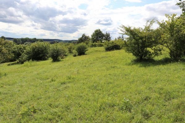 Lovčice, 8.8.2021
NPR Kněžičky - lesostep Bludy.
Klíčová slova: Lovčice Kněžičky lesostep Bludy