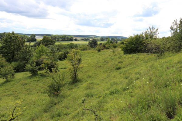 Lovčice, 8.8.2021
NPR Kněžičky - lesostep Bludy.
Schlüsselwörter: Lovčice Kněžičky lesostep Bludy Agriotes gallicus