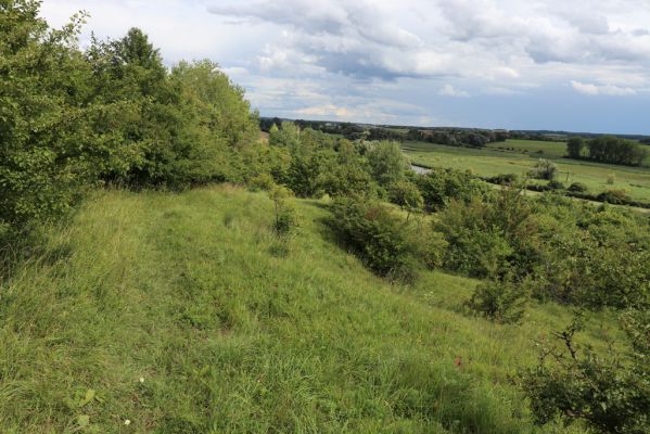 Lovčice, 8.8.2021
NPR Kněžičky - lesostep Bludy.
Klíčová slova: Lovčice Kněžičky lesostep Bludy Agriotes gallicus