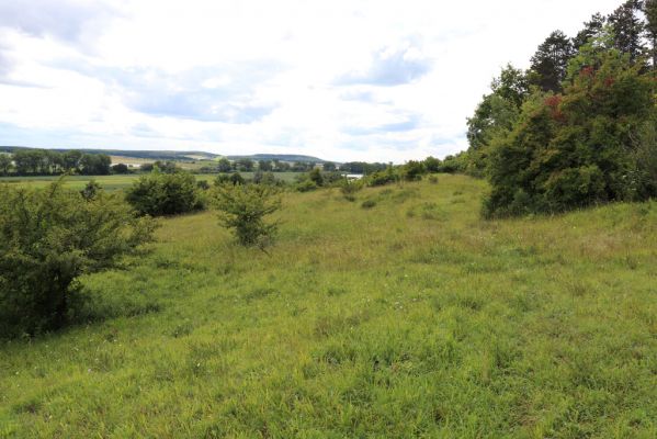 Lovčice, 8.8.2021
NPR Kněžičky - lesostep Bludy.
Mots-clés: Lovčice Kněžičky lesostep Bludy Agriotes gallicus