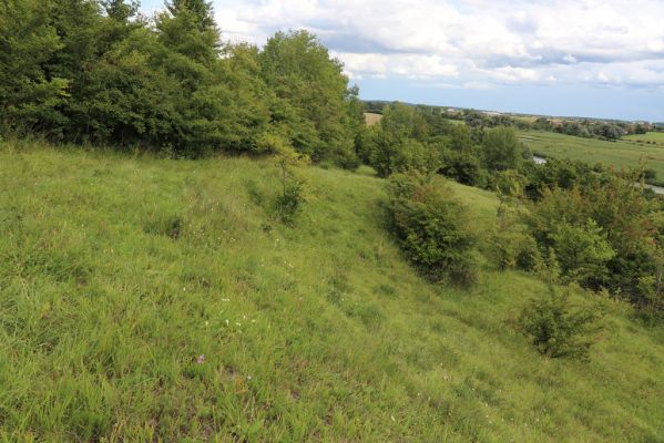 Lovčice, 8.8.2021
NPR Kněžičky - lesostep Bludy.
Klíčová slova: Lovčice Kněžičky lesostep Bludy Agriotes gallicus