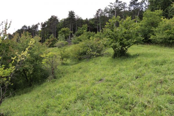 Lovčice, 8.8.2021
NPR Kněžičky - lesostep Bludy.
Klíčová slova: Lovčice Kněžičky lesostep Bludy Agriotes gallicus