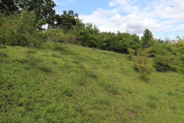 Lovčice, 8.8.2021
NPR Kněžičky - lesostep Bludy.
Klíčová slova: Lovčice Kněžičky lesostep Bludy Agriotes gallicus