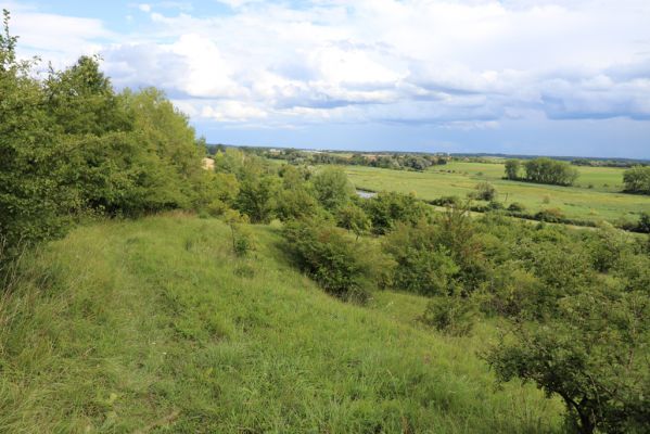 Lovčice, 8.8.2021
NPR Kněžičky - lesostep Bludy.
Klíčová slova: Lovčice Kněžičky lesostep Bludy Agriotes gallicus