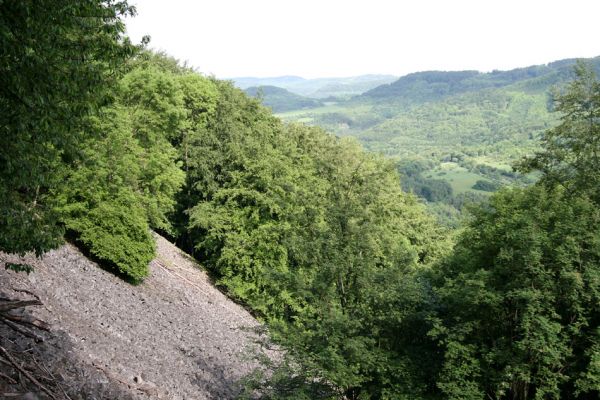 Stráž nad Ohří, Boč, 20.5.2009
Suťoviště na východním svahu vrchu Pekelská skála.
Schlüsselwörter: Stráž nad Ohří Boč Pekelská skála Porthmidius austriacus Idolus picipennis Dicronychus cinereus