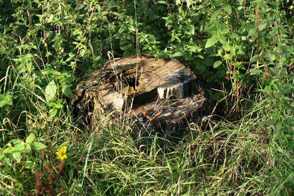 Lázně Bohdaneč, 19.9.2009
Jeden z pařezů jírovců na hrázi Bohdanečského rybníka. Strom se provinil tím, že měl malou dutinu. To že byla osídlena tesaříkem Rhamnusium bicolor (VU - zranitelný) a kovaříkem Crepidophorus mutilatus (CR - kriticky ohrožený), tak to jeho likvidátory vůbec nezajímalo. 
Klíčová slova: Lázně Bohdaneč Bohdanečský rybník