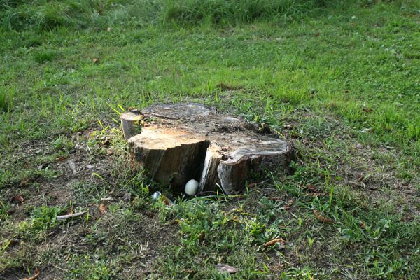 Lázně Bohdaneč, 19.9.2009
Jeden z pařezů jírovců na hrázi Bohdanečského rybníka. Strom se provinil tím, že měl malou dutinu. To že byla osídlena tesaříkem Rhamnusium bicolor (VU - zranitelný) a kovaříkem Crepidophorus mutilatus (CR - kriticky ohrožený), tak to jeho likvidátory vůbec nezajímalo. 
Mots-clés: Lázně Bohdaneč Bohdanečský rybník