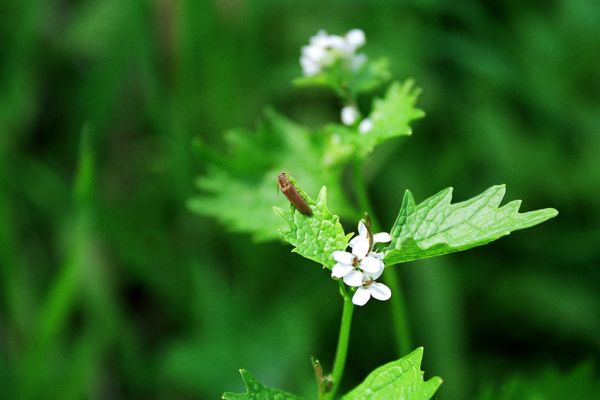 Starý Bohumín, Odra, 22.5.2005
Kovařík Synaptus filiformis - typický obyvatel pobřežních porostů větších toků.
Mots-clés: Starý Bohumín řeka Odra Synaptus filiformis