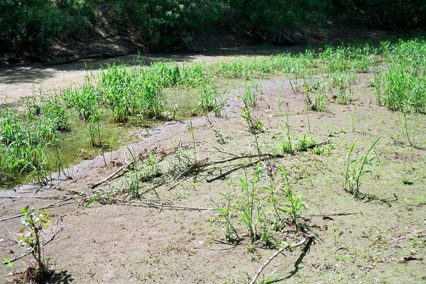 Starý Bohumín, Odra, 22.5.2005
Bahnitý náplav ve slepém ramenu Odry, porostlý řídkou vegetací - biotop kovaříka Oedostethus tenuicornis.
Klíčová slova: Starý Bohumín řeka Odra Oedostethus tenuicornis