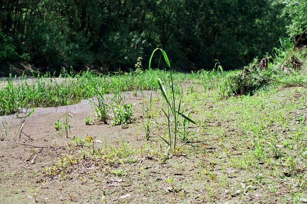 Starý Bohumín, Odra, 22.5.2005
Bahnitý náplav ve slepém ramenu Odry, porostlý řídkou vegetací - biotop kovaříka Oedostethus tenuicornis.
Klíčová slova: Starý Bohumín řeka Odra Oedostethus tenuicornis