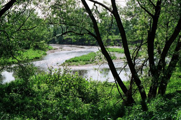 Starý Bohumín, Odra, 22.5.2005
Štěrkový ostrov v meandru Odry u obce Kopytov.
Klíčová slova: Starý Bohumín Kopytov řeka Odra