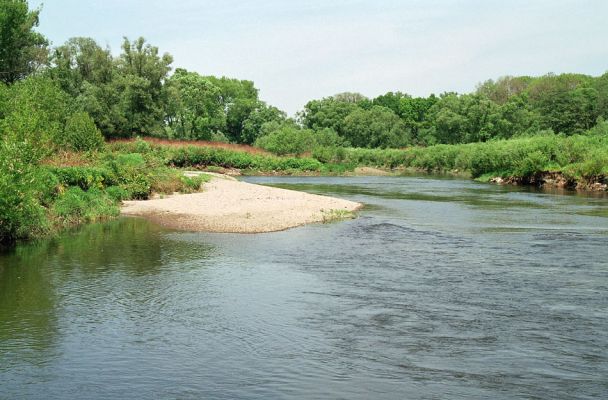 Starý Bohumín, Odra, 22.5.2005
Štěrkový a písčitý náplav Odry u protrženého meandru.
Mots-clés: Starý Bohumín řeka Odra Negastrius pulchellus sabulicola Zorochros dermestoides meridionalis