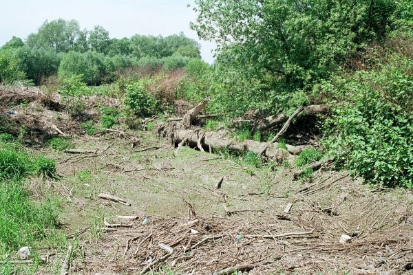 Starý Bohumín, Odra, 22.5.2005
Tůň u protrženého meandru zanesená náplavem.
Mots-clés: Starý Bohumín řeka Odra